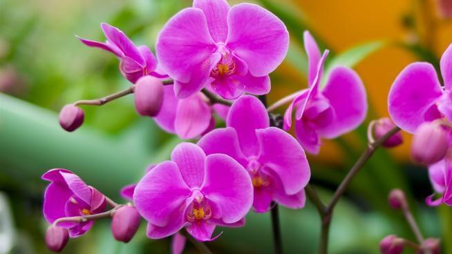 Cuidando de suas orquídeas (1)